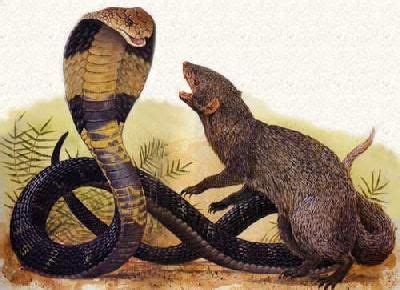 1000+ images about Snake vs Mongoose Real Fight HD - Snake vs Mongoose Fight - Snake vs Mongoose ...