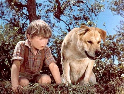 Kevin Corcoran as Arliss Coates in Old Yeller - Old Yeller Photo ...