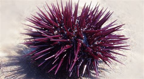 Sea Urchin Facts About Food, Habitat and Physical Appearance