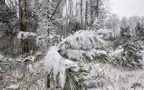 pine trees in winter 9416858 Stock Photo at Vecteezy