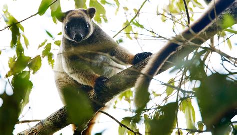 Tropical Rainforest Wildlife | Cairns & Great Barrier Reef