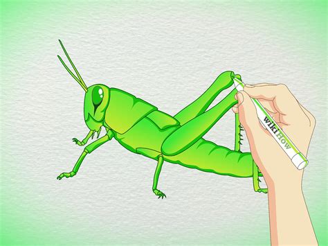 How to Draw a Grasshopper: 5 Steps (with Pictures) - wikiHow