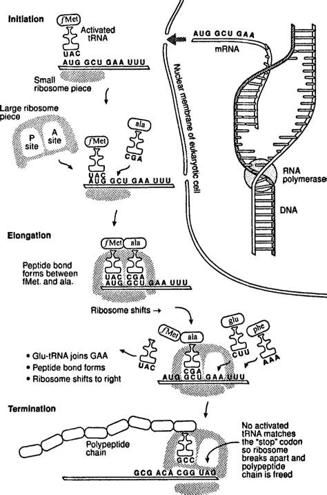 Protein Synthesis