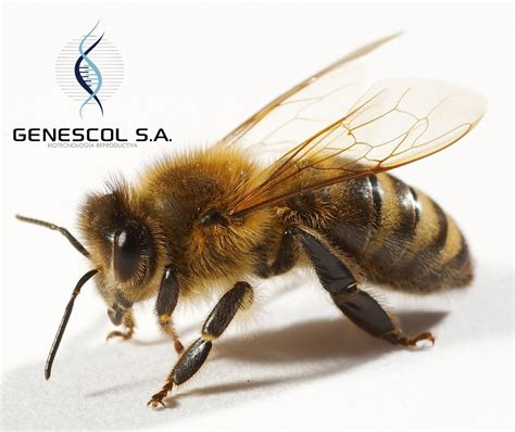 LAS ABEJAS AFRICANIZADAS – Noticias Genescol