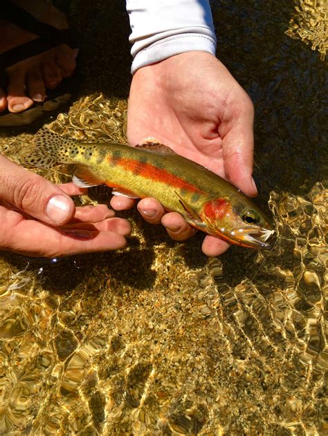 California Golden Trout – Western Native Trout