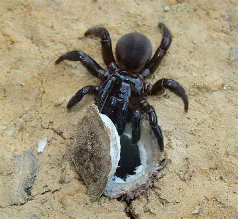 trapdoor spider from central africa | 相片擁有者 Stanislav Macík Cool ...