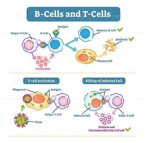 B-cells and T-cells schematic diagram - VectorMine