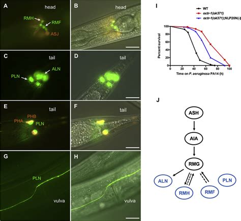 Neurons Expressing nlp-20 Are Required for the Enhanced Immunity of... | Download Scientific Diagram