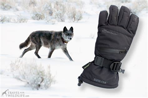 Best Extreme Cold Weather Gloves for Adventurers | Travel For Wildlife