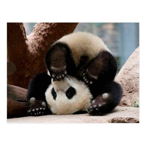 Baby pandas playing - baby panda cute panda postcard | Zazzle.com