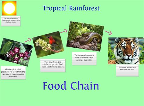 Rainforest Food Chain