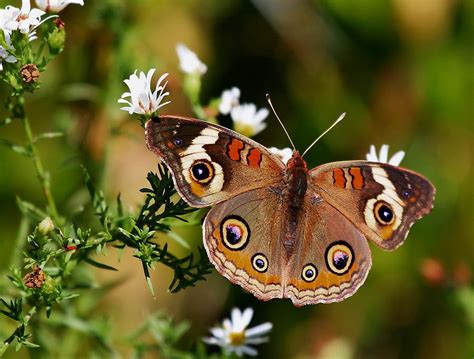 Buckeye Butterfly Photograph by David Byron Keener - Fine Art America