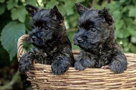 Cairn Terrier Puppies For Sale - AKC PuppyFinder