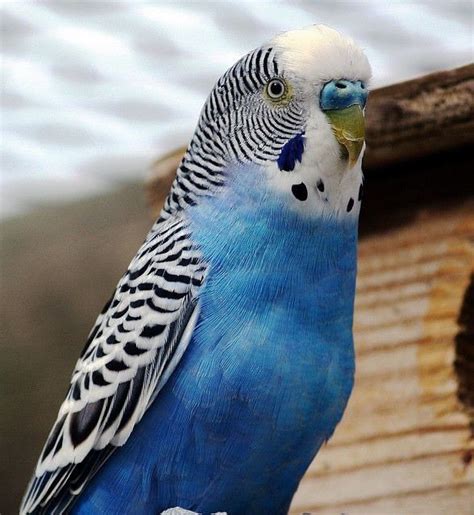 Blue Budgie Budgerigar Native Australian Bird Glass Sun-catcher ...