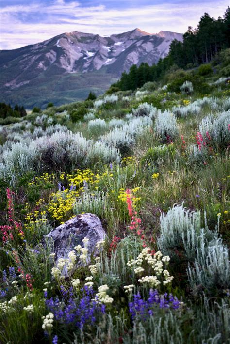 Crested Butte Wildflowers vertical Colorado Photography - Etsy