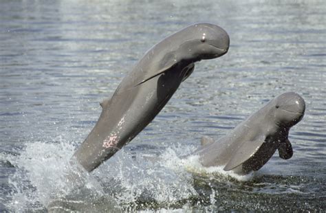 Hope for critically endangered Mekong river dolphins as population increases for first time | WWF