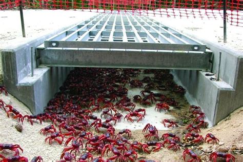 The Best Christmas island Crab Bridge - Home Inspiration and Ideas | DIY Crafts | Quotes | Party ...