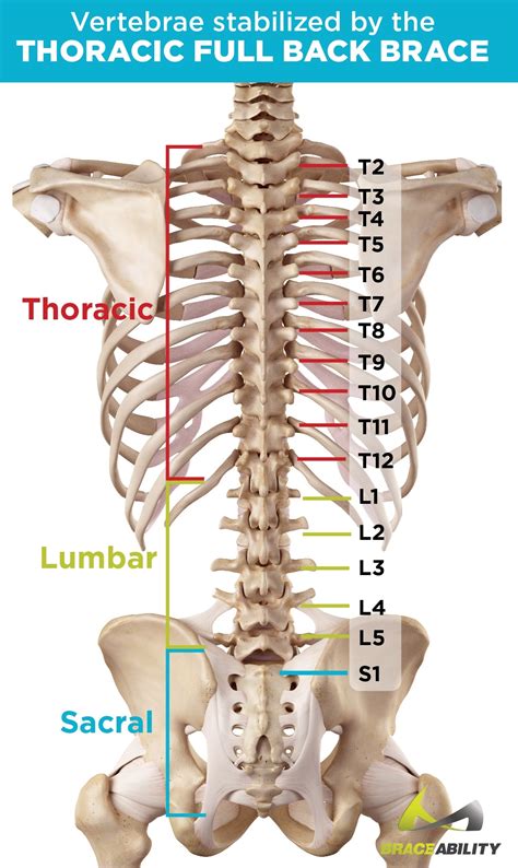 Postural Kyphosis Brace | Cybertech Cyberspine Thoracic TLSO Brace