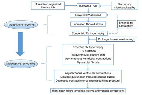 The pathophysiology of chronic right heart failure in chronic ...