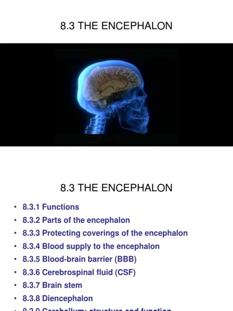 8.2. Encephalon | PDF | Cerebrum | Brainstem