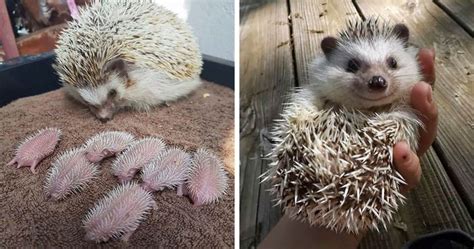 76 Adorable Hedgehog Pics To Celebrate Hedgehog Day | Bored Panda