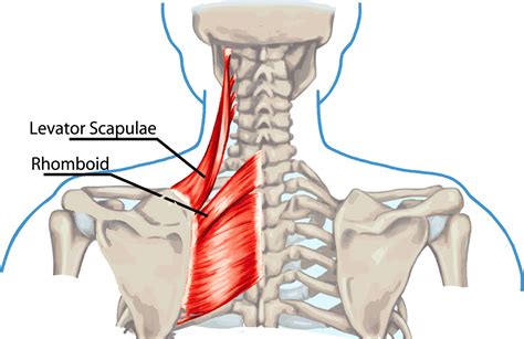 Neck & Shoulder Pain • Acupuncture Pain & Stress Center