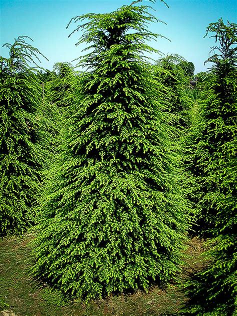 Canadian Hemlock For Sale Online | The Tree Center