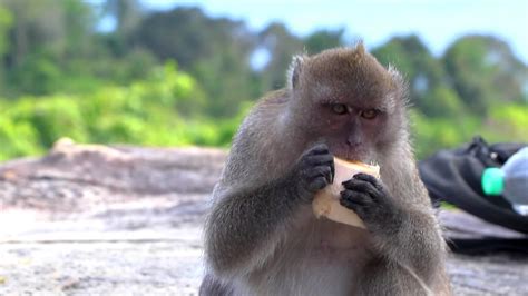 Gray monkey macaque sitting eating Koh Phi Phi Don Thailand. 36779104 Stock Video at Vecteezy