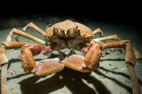 Melbourne's annual congregation of Giant Spider Crabs - Museums Victoria