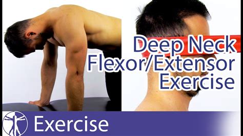 Deep Neck Flexor Exercises, deep neck - delegacion.uc3m.es