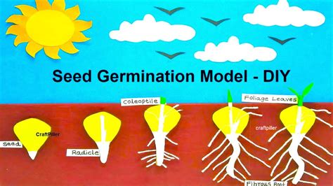 seed germination science project model making for science exhibition – Free Science | Maths ...