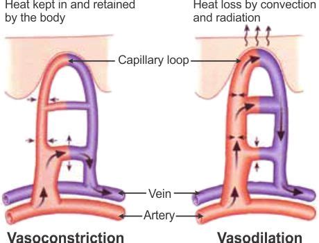 Explain the terms 'vasodilation' and 'vasoconstriction' . How do these ...