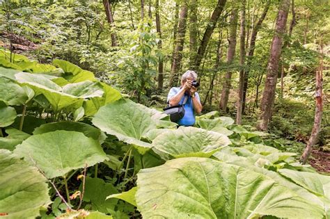 Premium Photo | In a picturesque old forest, a tourist photographer captures a unique nature