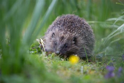 Hedgehogs: predators and the truths behind their decline — Mammal Society