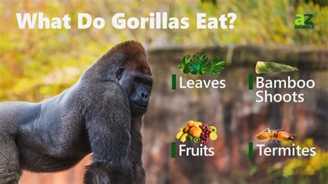 Gorilla - A-Z Animals