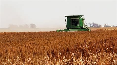 Sorghum Harvest Aids - Sorghum Partners | Agronomy