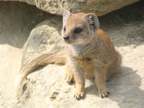 Baby Mongoose Free Photo Download | FreeImages