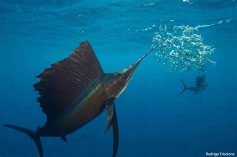 Jaka jest najszybsza ryba w oceanie? | Volta