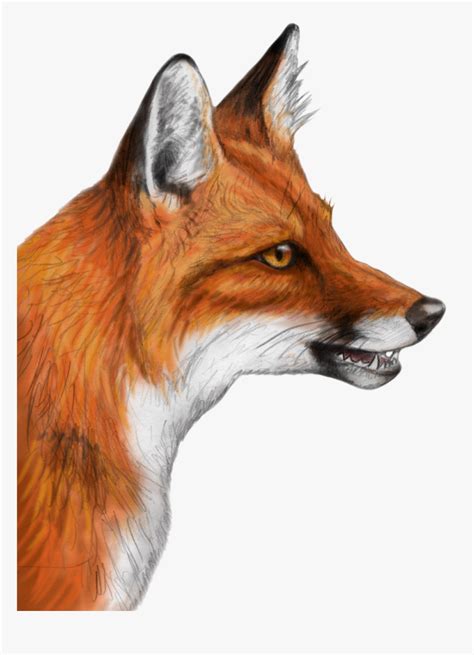 Realistic Fox Head Drawing, HD Png Download - kindpng