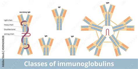 Classes of immunoglobulins. The five main classes of antibodies (immunoglobulins): IgG, IgA, IgD ...