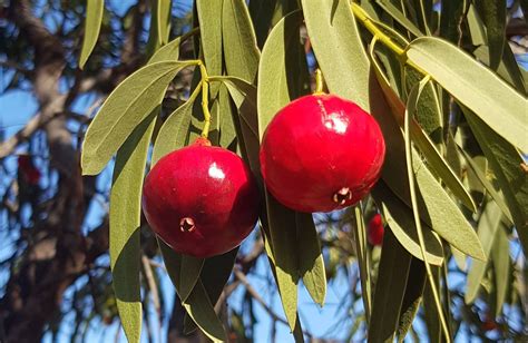 Quandong – Ausemade