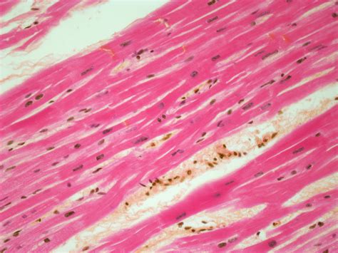 Understanding Cells, Tissues, and Organs