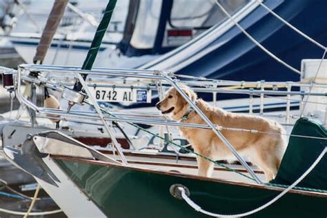 300+ Boat-Themed Dog Names - Something Wagging This Way Comes