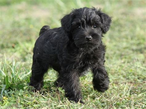 I want a black Schnoodle! #cutepuppynamesforblackdogs | Schnoodle puppy, Snoodle puppies ...