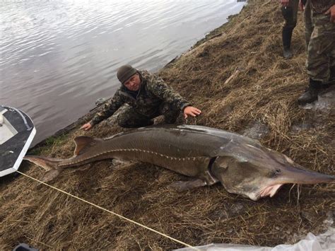 √ Kaluga Sturgeon River Monsters | Fischlexikon