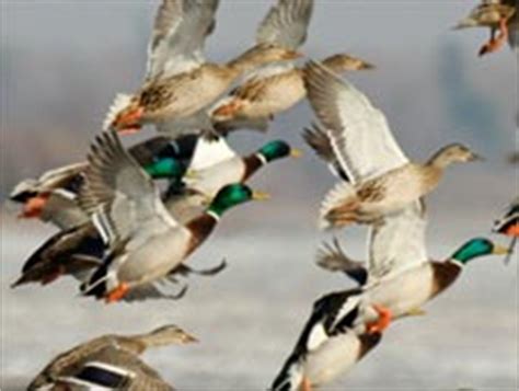 Ducks Unlimited Migration Map – Map Of The World