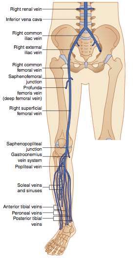 -Anatomy of deep venous system (A) and the superficial veins (B ...