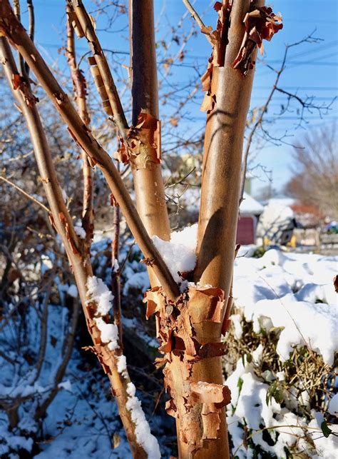 Beautiful Bark on Deciduous Trees - Fine Gardening