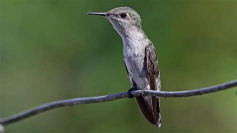 4 Jamaican Hummingbird Species To Spot On Your Next Vacation