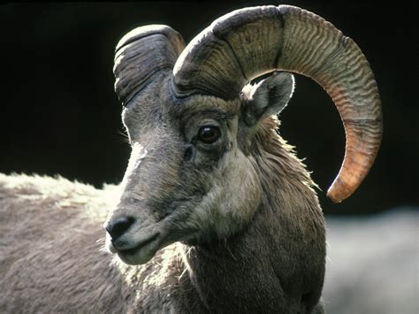 Goat Rocky Mountain Bighorn Sheep | Goats Rocky Mountain Bighorn Sheep ...